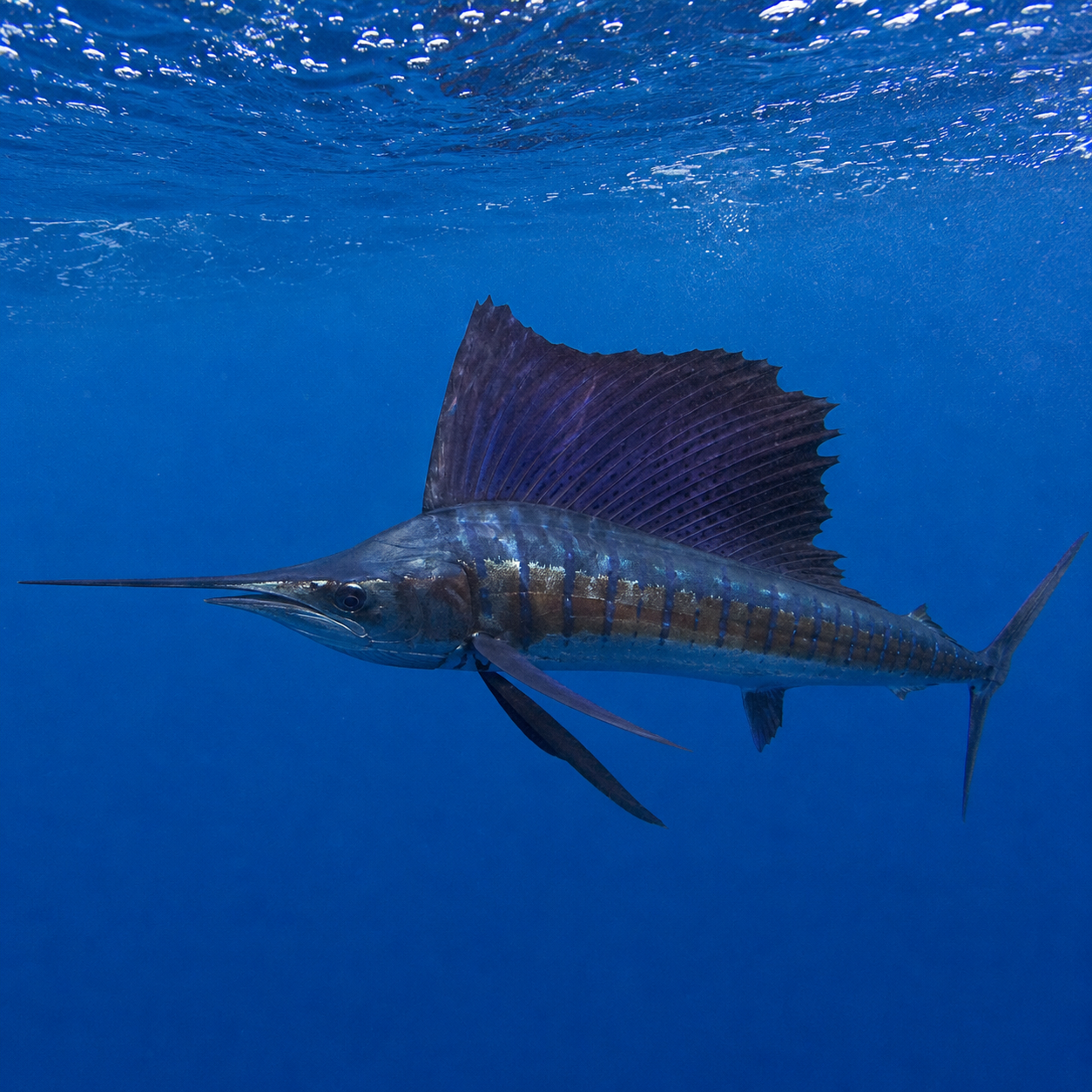 Sailfish