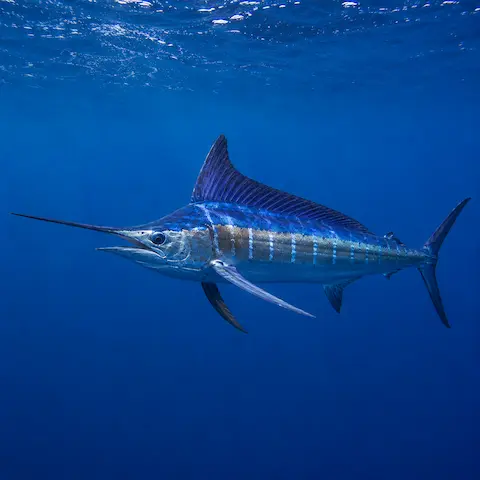 Blue Marlin — Pacific billfish off Quepos