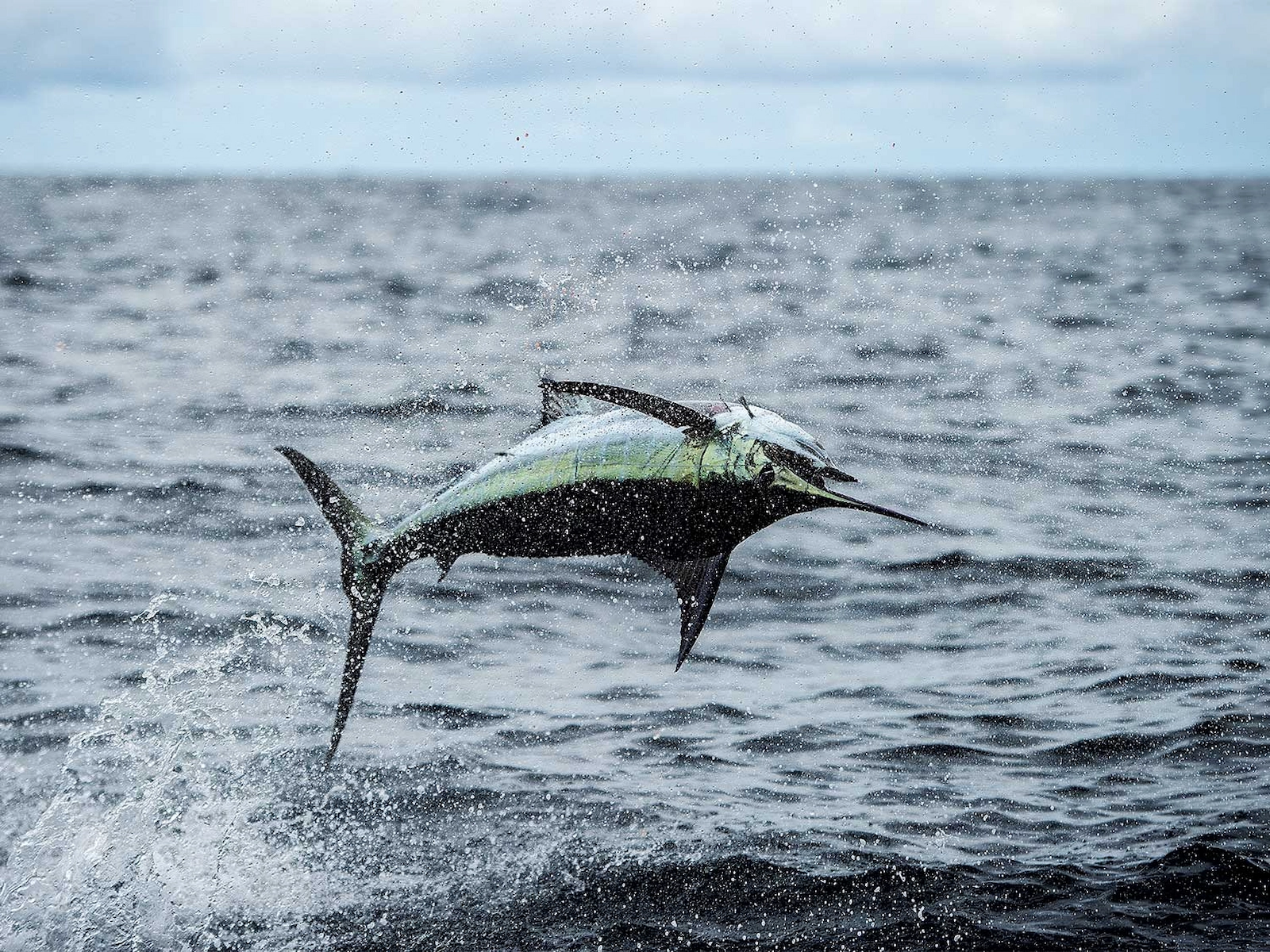 Billfish jumping out of the ocean off Manuel Antonio, Costa Rica