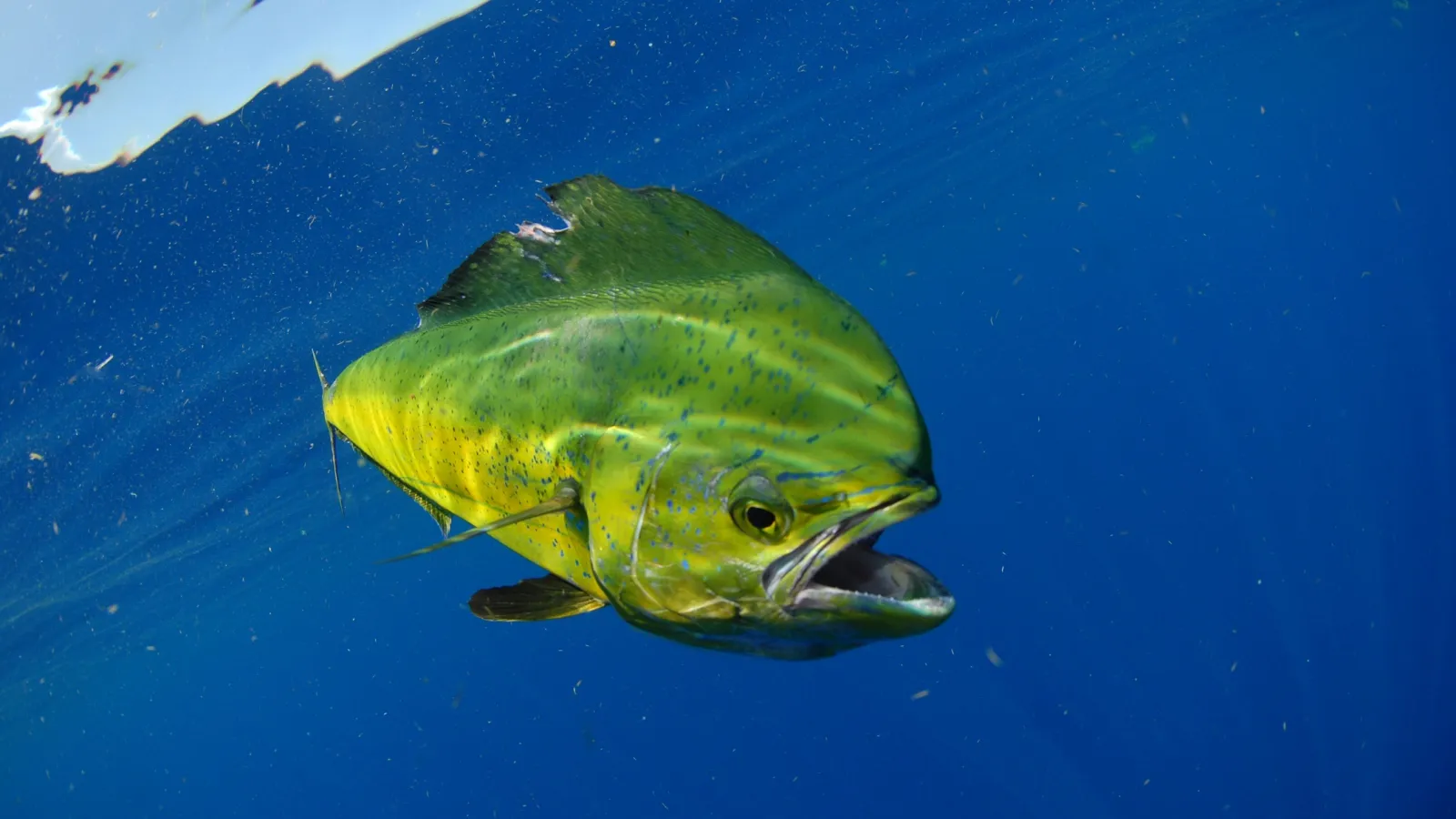 Mahi-mahi caught on a private fishing charter off Manuel Antonio, Costa Rica