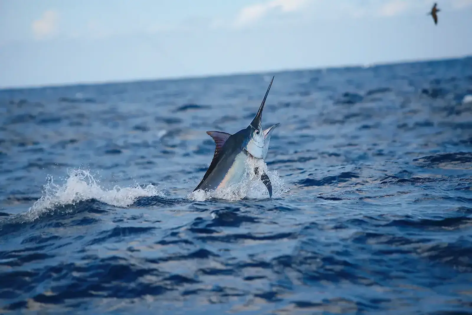 Full-day offshore fishing charter for sailfish and marlin near Manuel Antonio